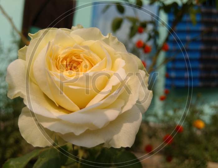Yellow Rose Close up