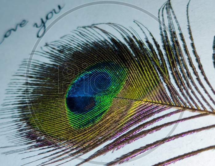Peacock feather on white paper with i love you text