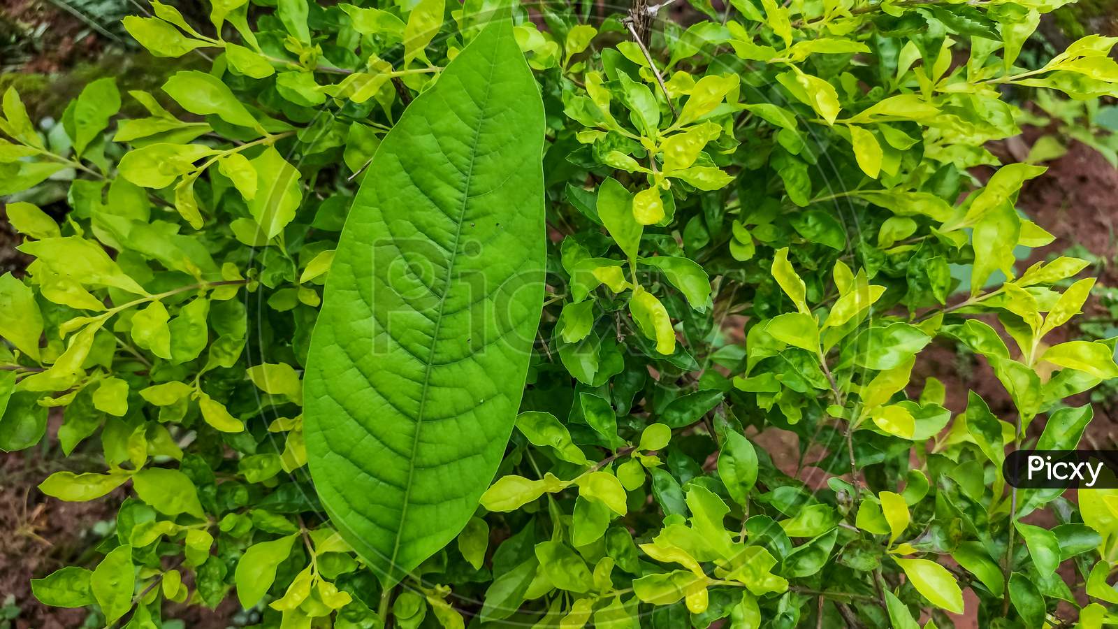 A Big Green Leaf On A Flower Plant