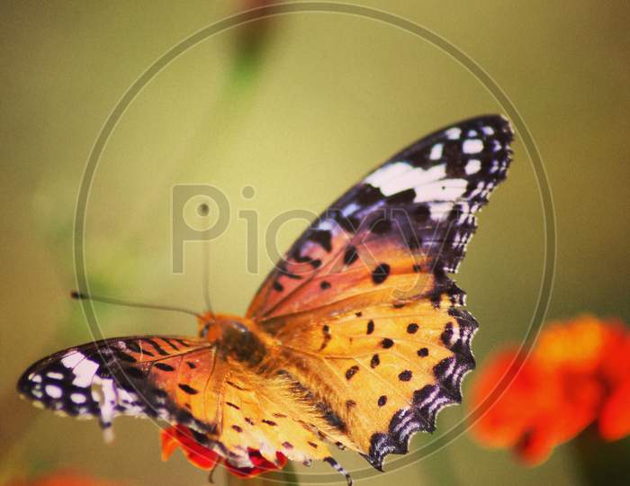 Butterfly sitting on a flower