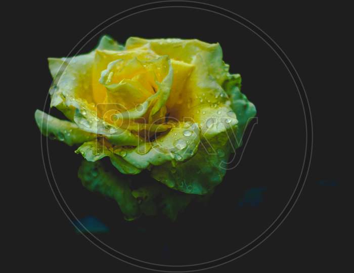 yellow rose in dark background