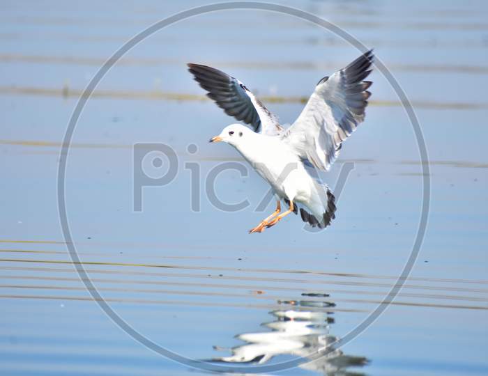 Seagull landing on lake water and reflection