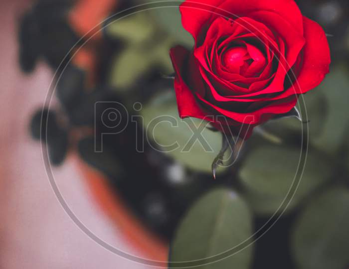 The rose flower.