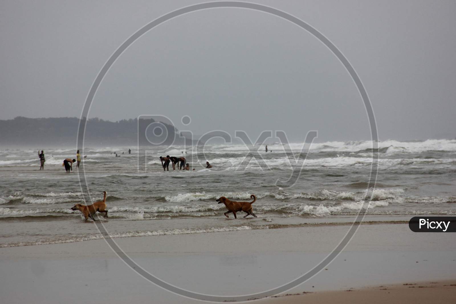 dogs playing in the sea  beach in sand, North Goa, India