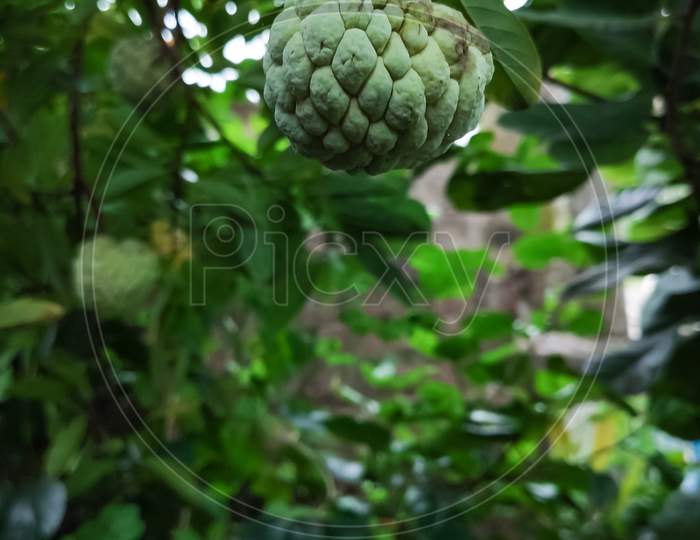 Selective Focus On A Green Apple On Tree