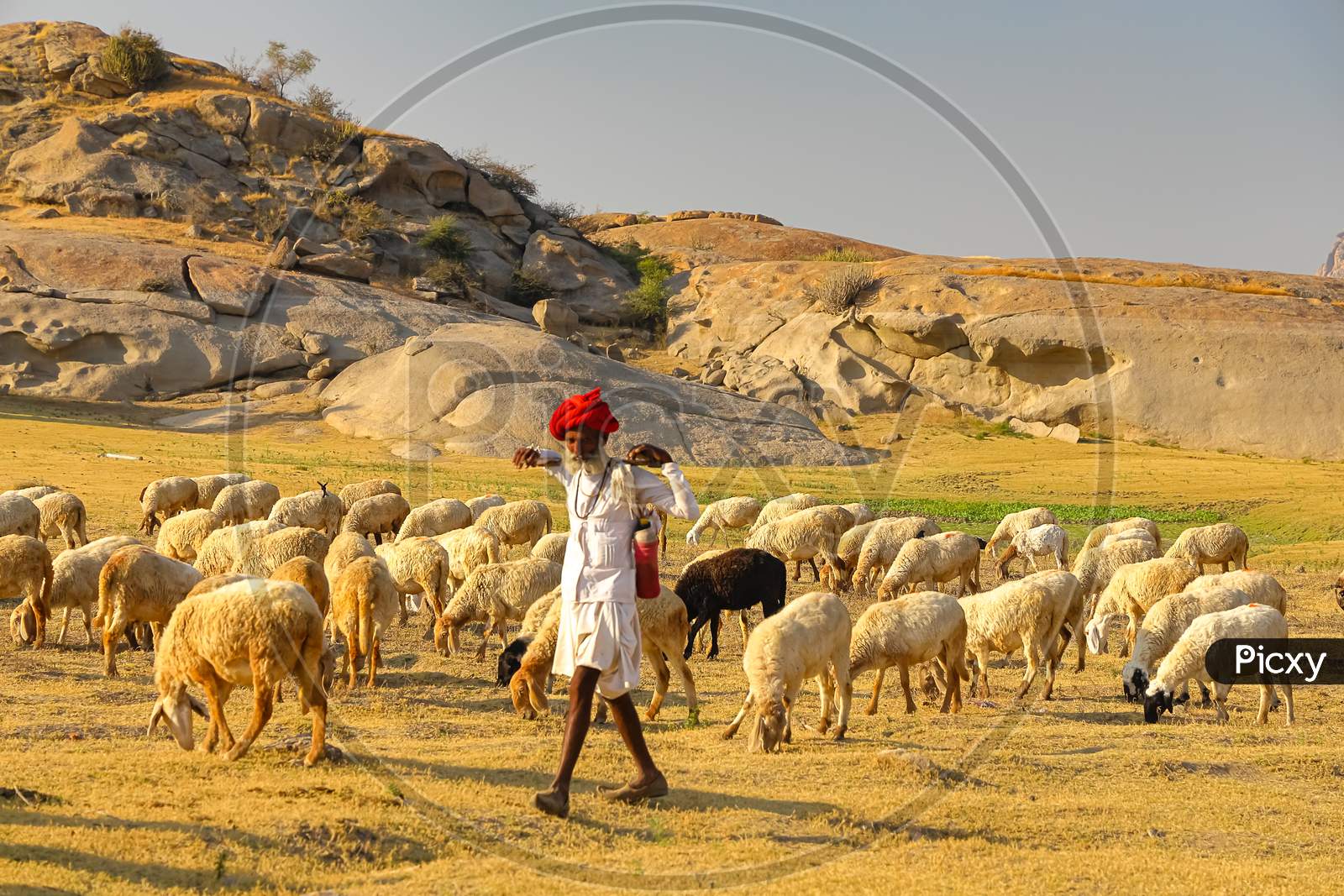 A Shepard walking with his cattle grazing in the grasslands at Jawai