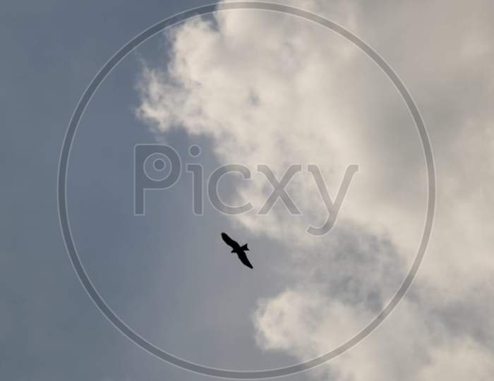 picture of a bird