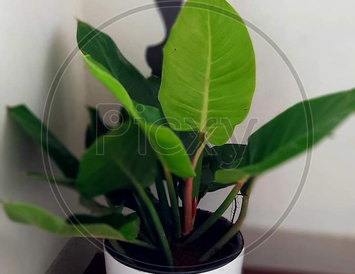 Philodendron Red Golden