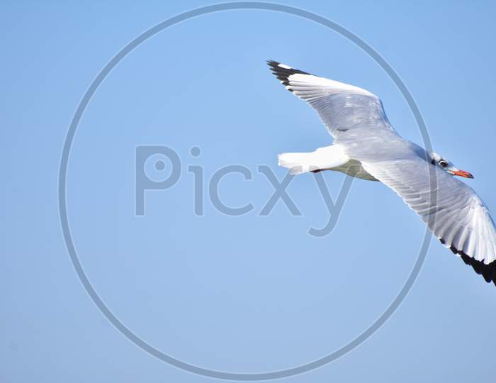 Seagull flying with open wings in sky