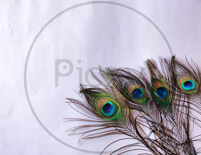 Four Set Of Peacock Feathers Isolated On White Background. Copy Space