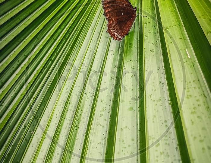 A Beautiful Butterfly Sitting On Green Leaf