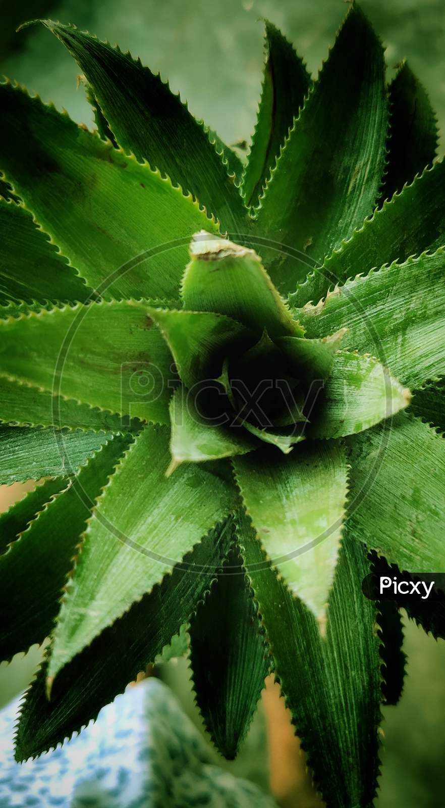 Pineapple Leaf