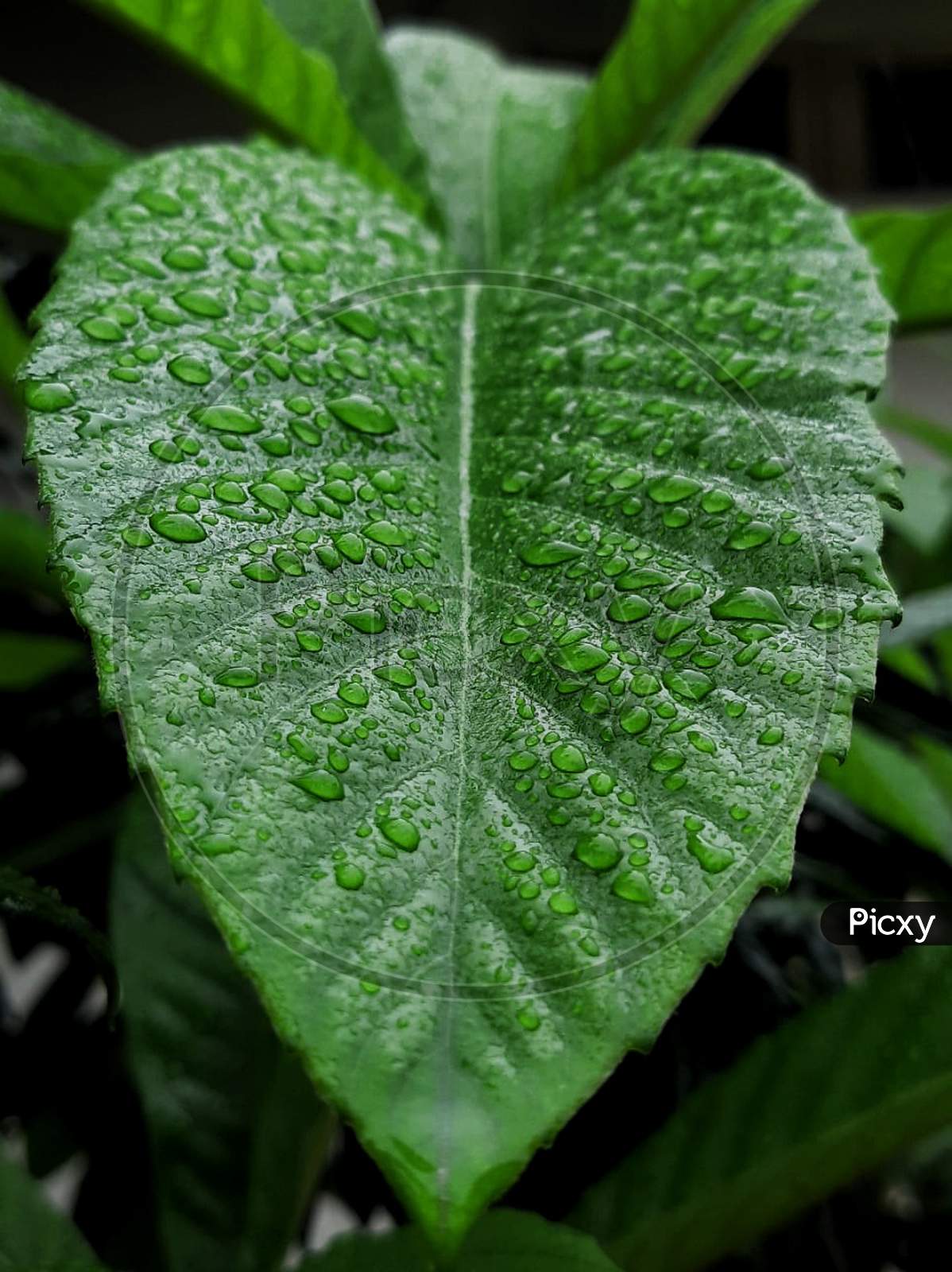 Water drops on a big leaf on a rainy day