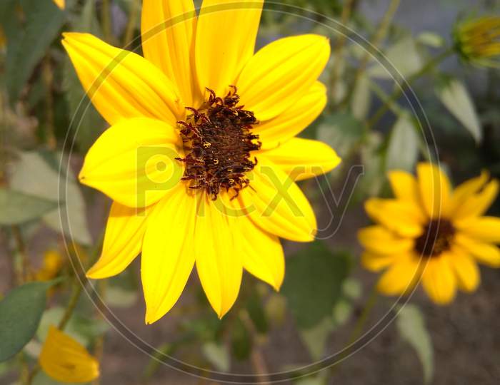 Sunflower HD wallpaper