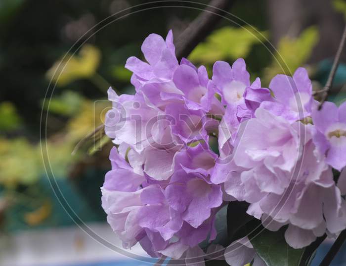 Purple shade flowers