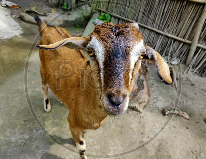 Goat animal