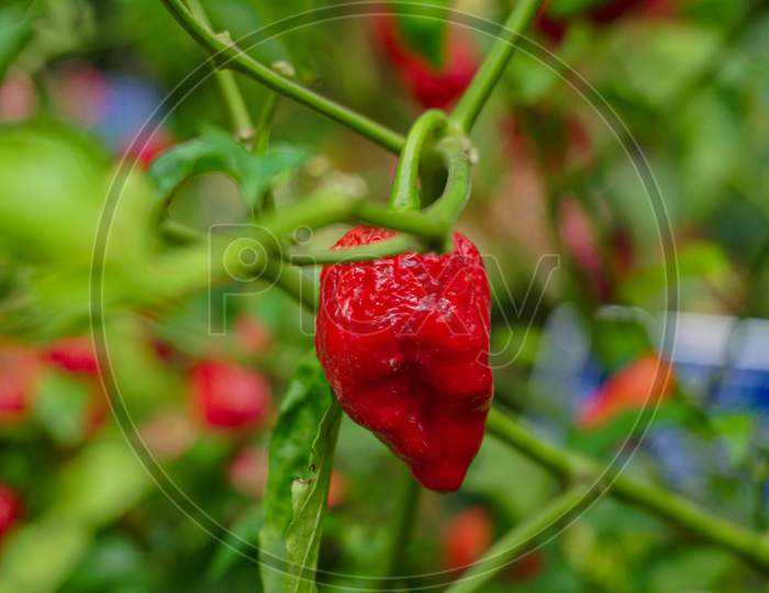 Natural Red Chili Pepper With Green Background. Chilli Is A Fruit Which Belongs To Capsicum Genus.