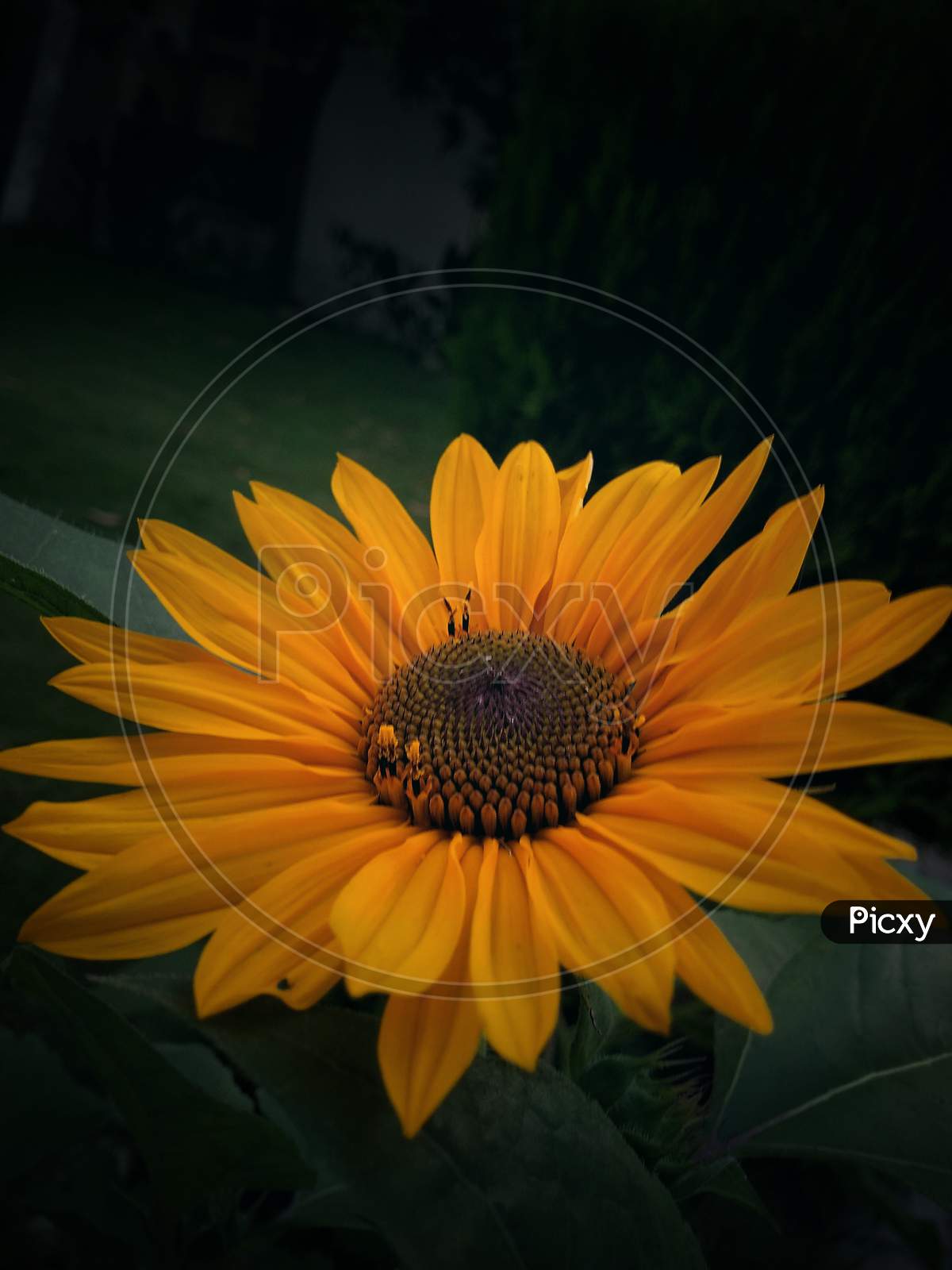 A beautiful picture of sunflower