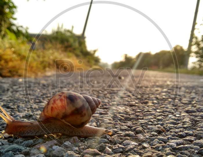 Lazy Snail 🐌 2020