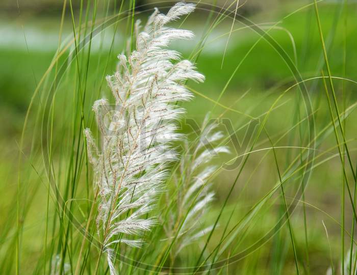 Beautiful White Kash Or Kans Grass In India West Bengal Beside Agricultural Farm Land Field In Durga Puja Festival Time With Blue Sky Green Plants