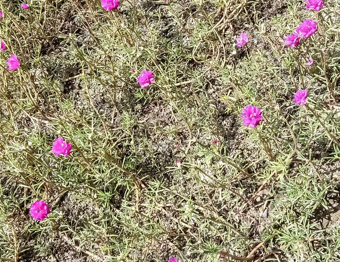 Portulaca  grass with red flowers