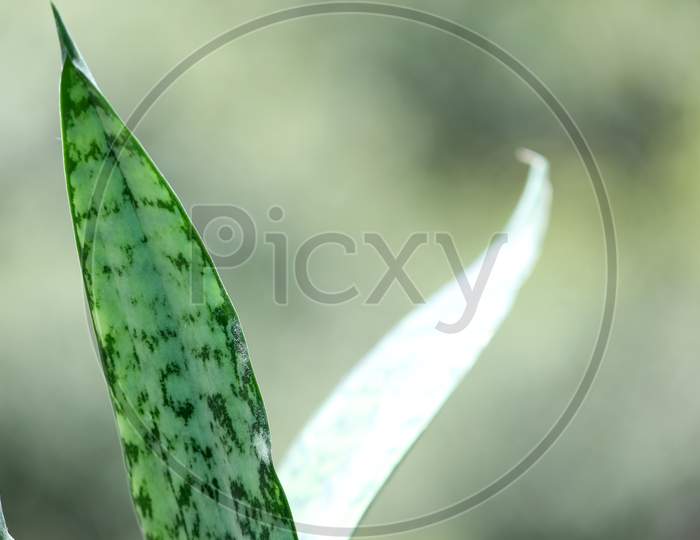 Snake Plant Or Mother-In-Laws Tongue Background