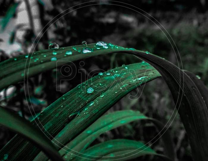 Close-up of rain drops on the grass.