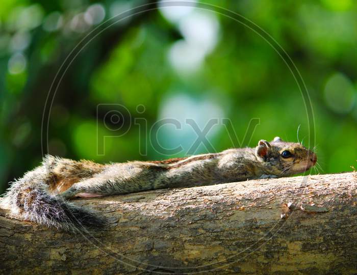 Squirrel laying on tree