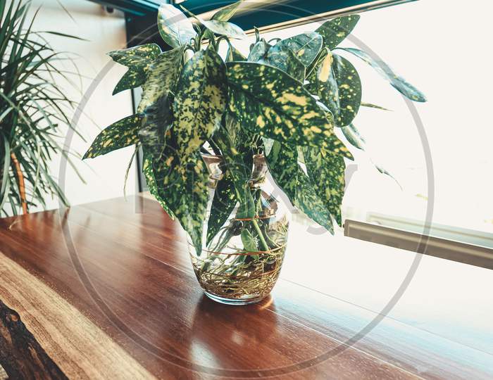 Ba Beautiful Plant Over A Wooden Table In Front Of A Bright Window