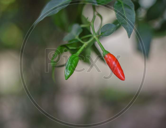 red green chilli