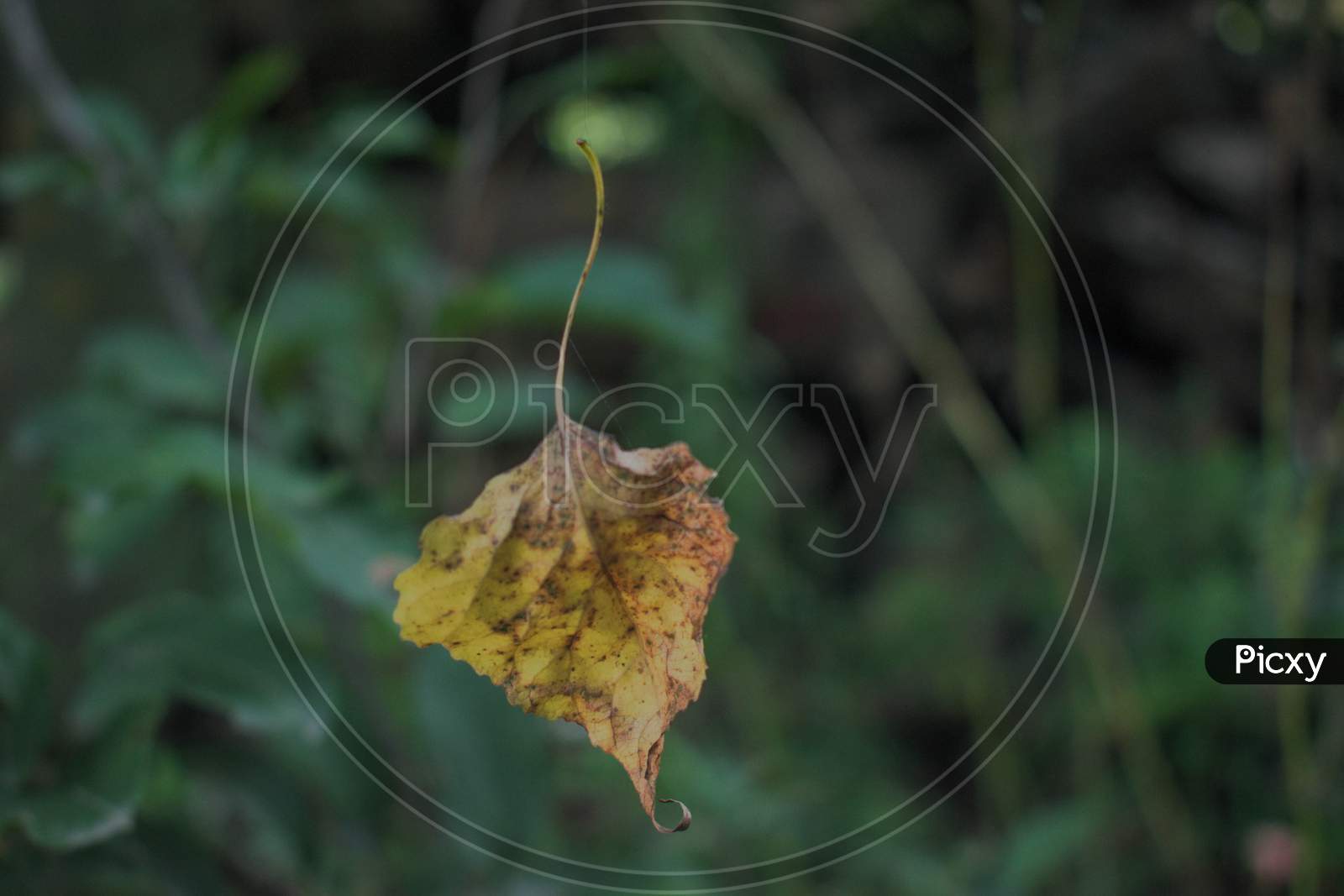 Close-up of leaf.