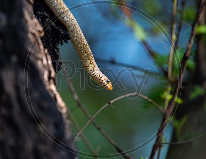 Snake Sultanpur National Park Haryana India