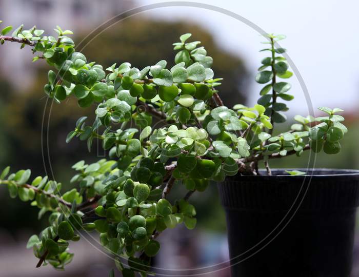 Decorative Jade Plant Background