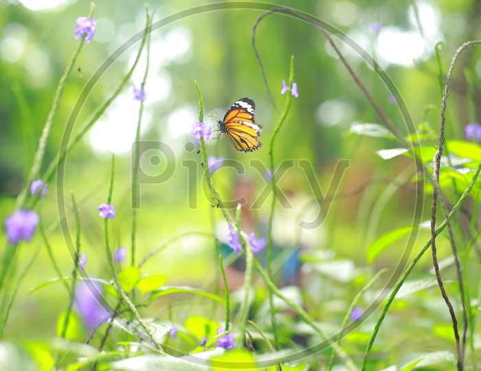Butterfly in a Garden