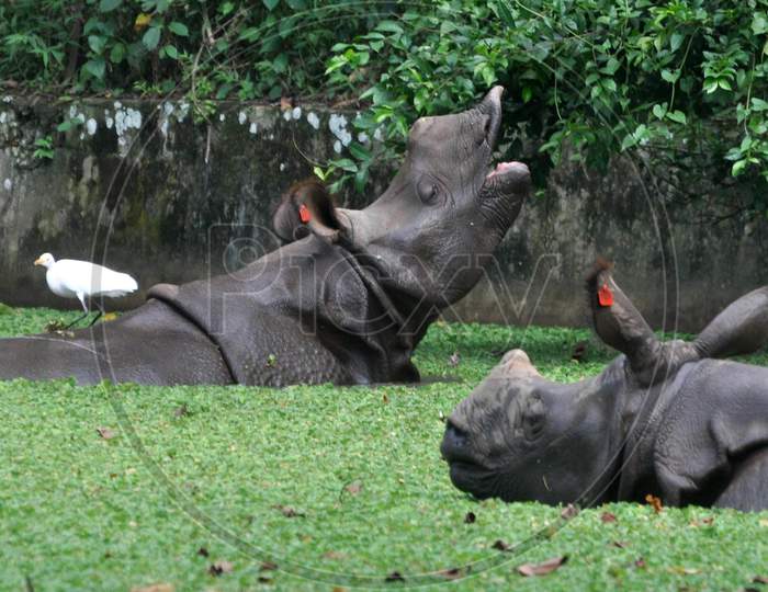 One-horned rhinoceroses cool themselves in a pond at an enclosure at the Assam State Zoo in Guwahati  on Sep 12,2020.