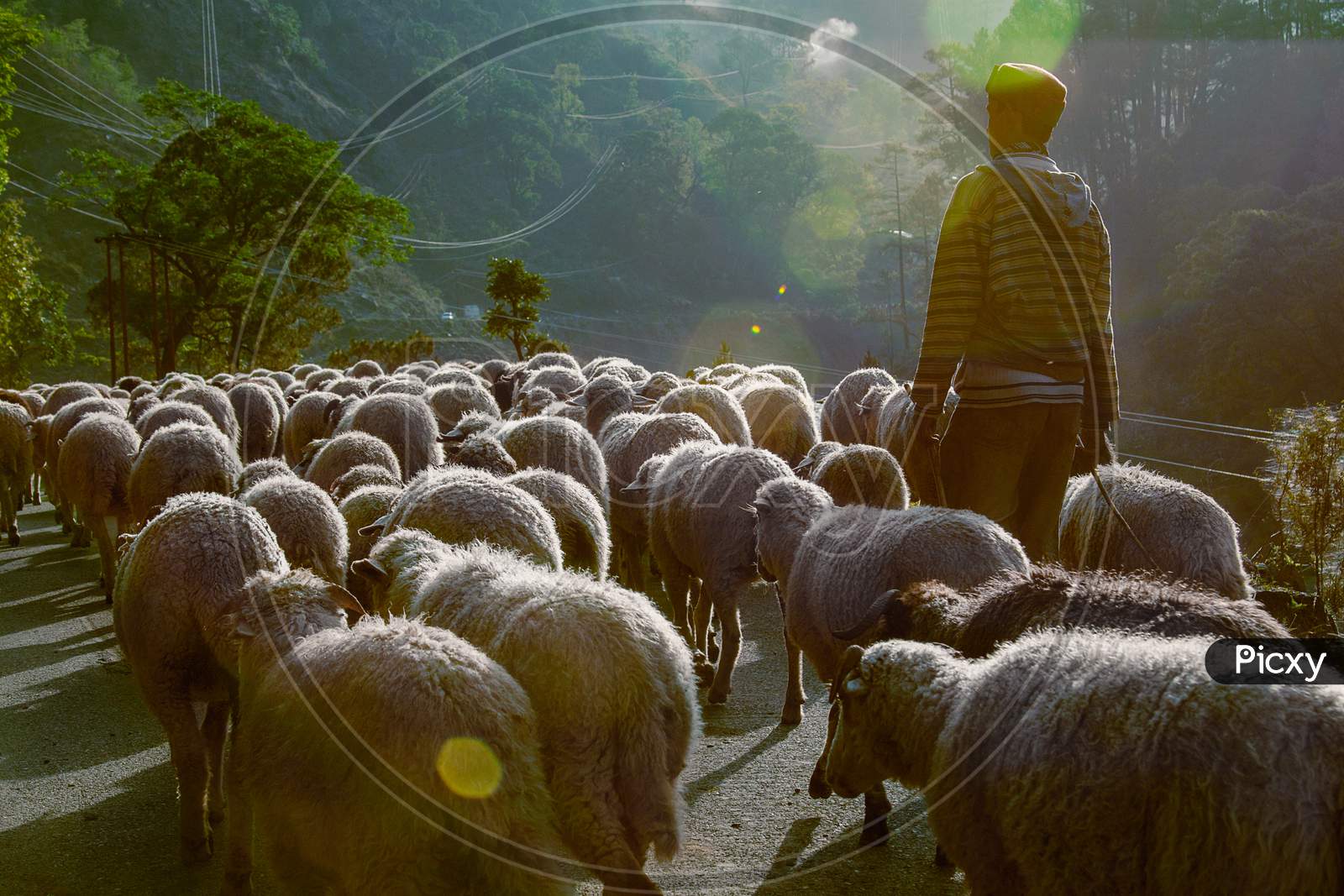 Shepherd Of Uttarakhand