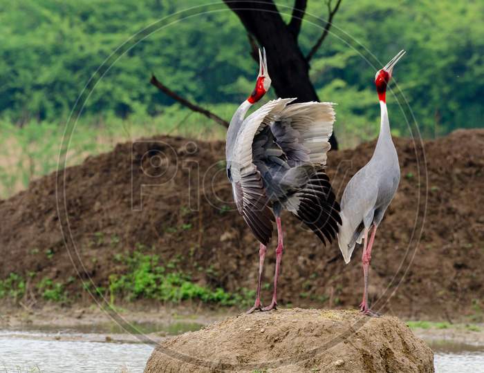 Sarus Crane Sultanpur National Park Haryana India