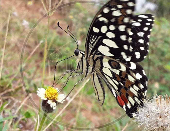 beutiful butterfly on flower