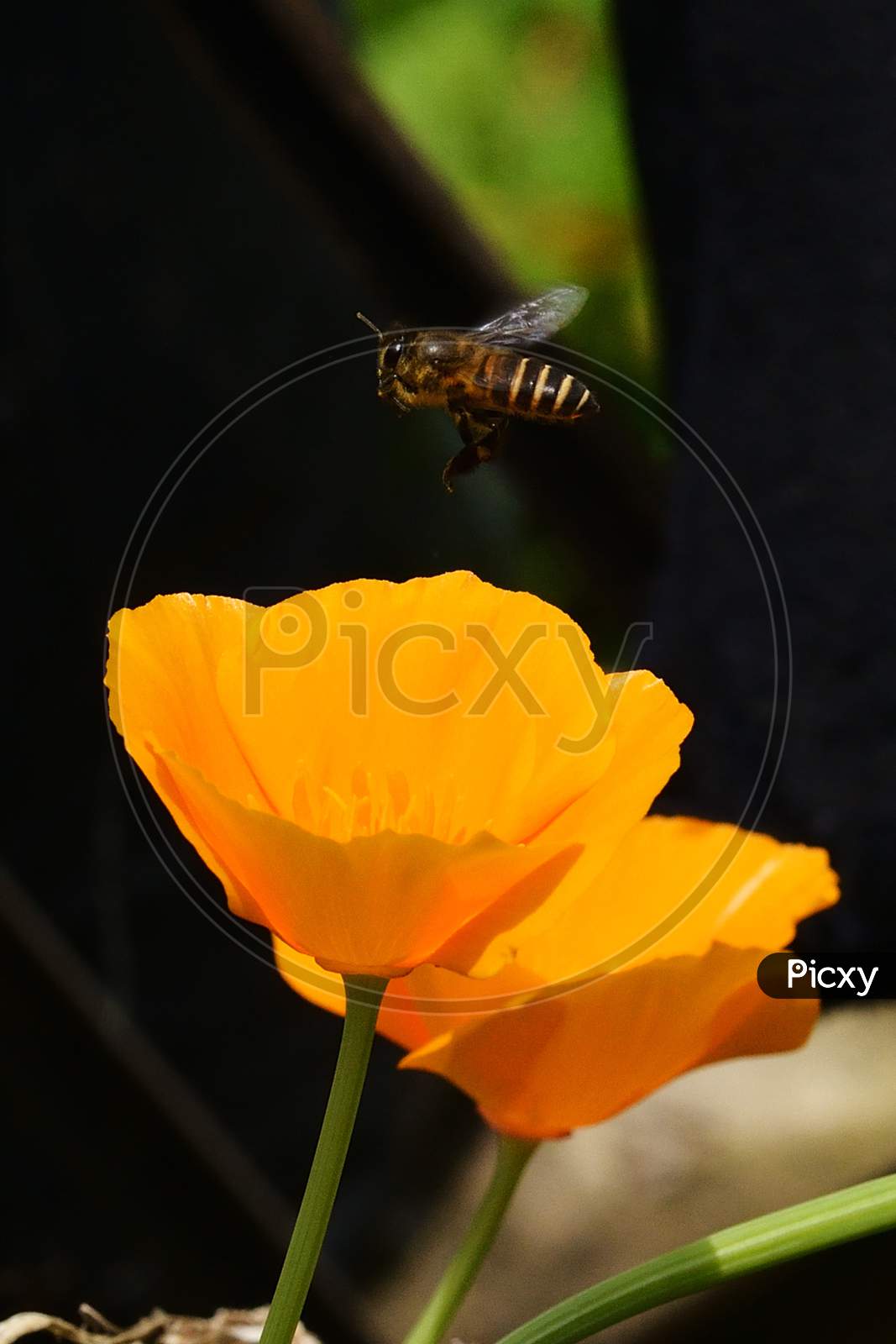 A tiny Bee hovering over a yellow flower in search of honey