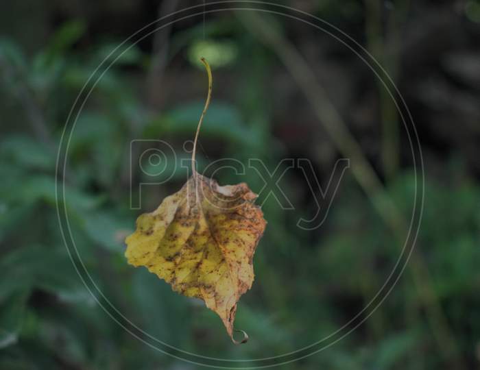 Close-up of leaf.