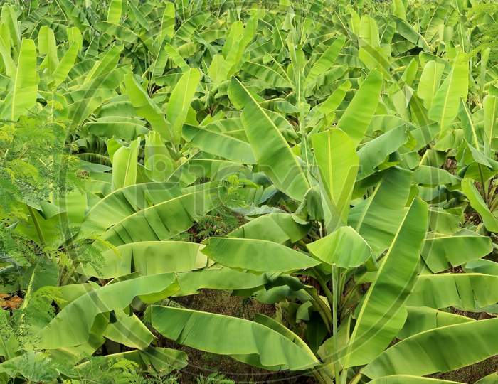 Banana plantation in farm land