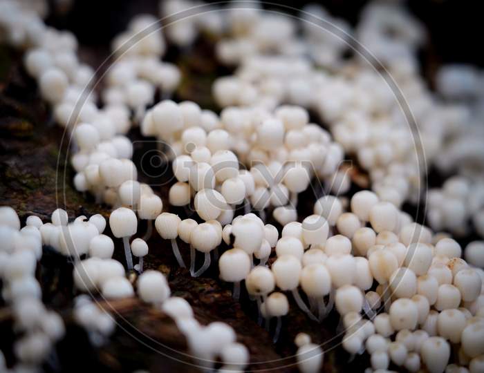 Rainy Season White Mushroom