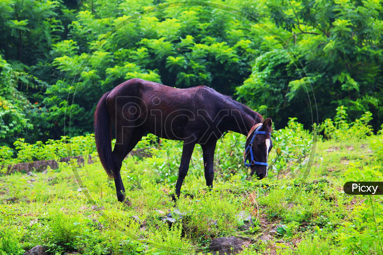 Black horse eating grass