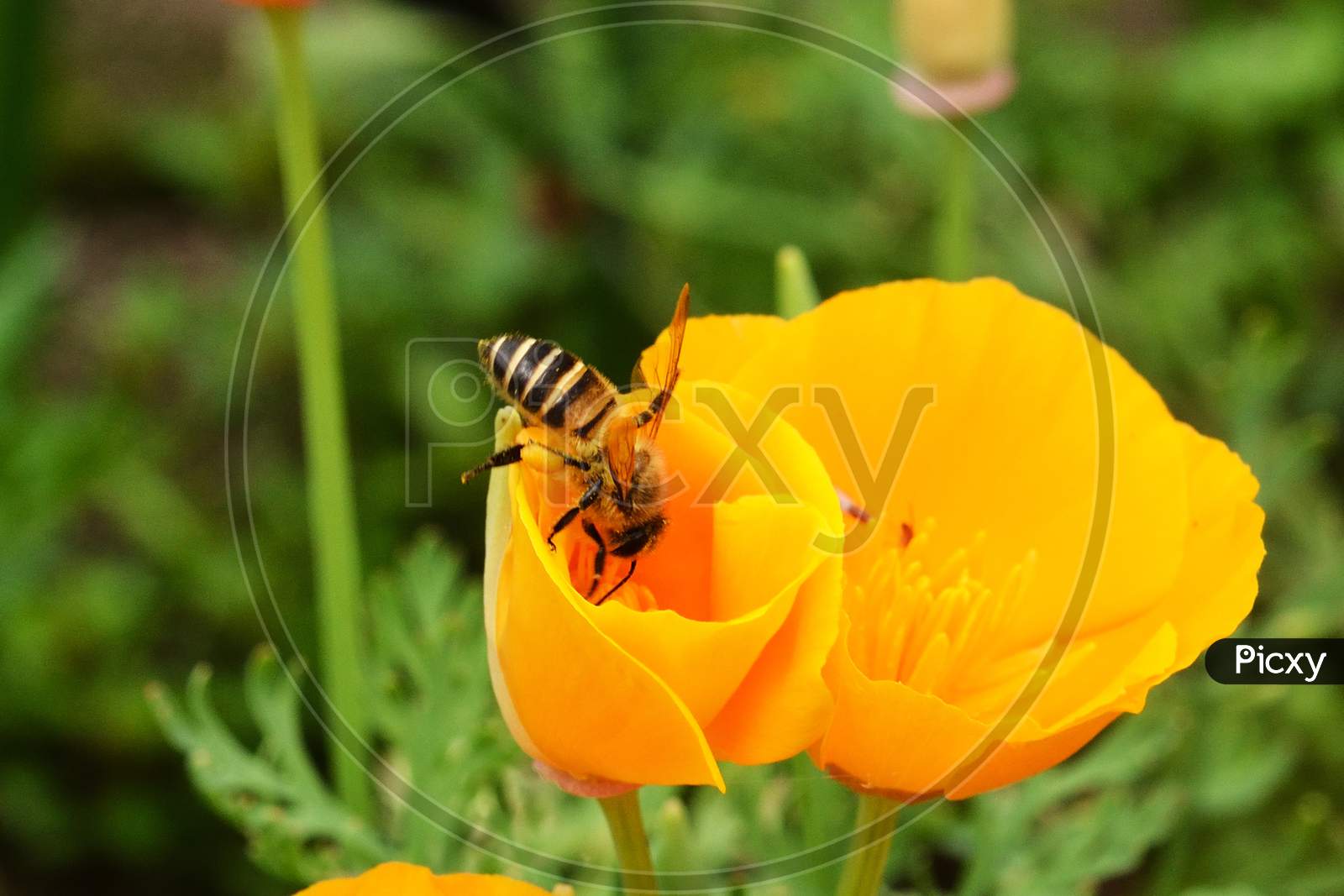 A tiny Bee in search of honey on a yellow flower