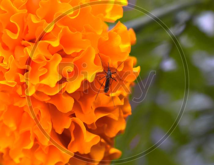 Close-up of a mosquito on orange flower.