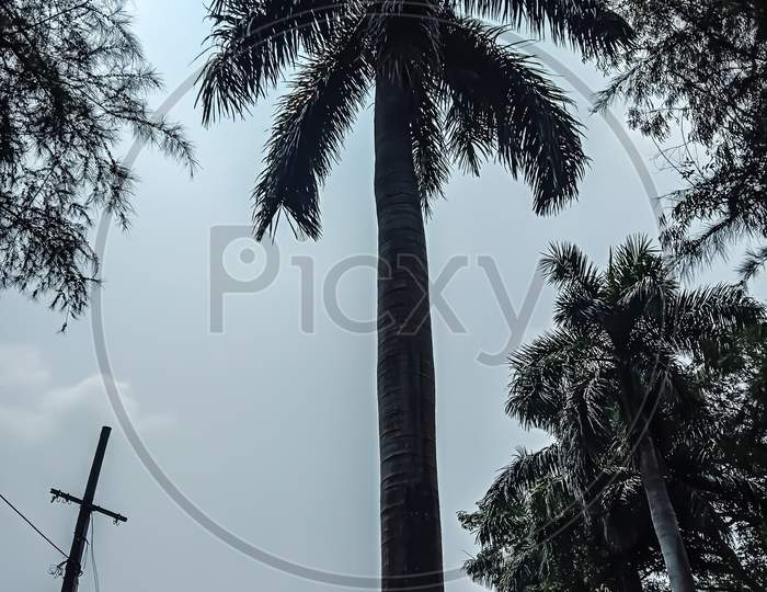 Royal Palm  tree