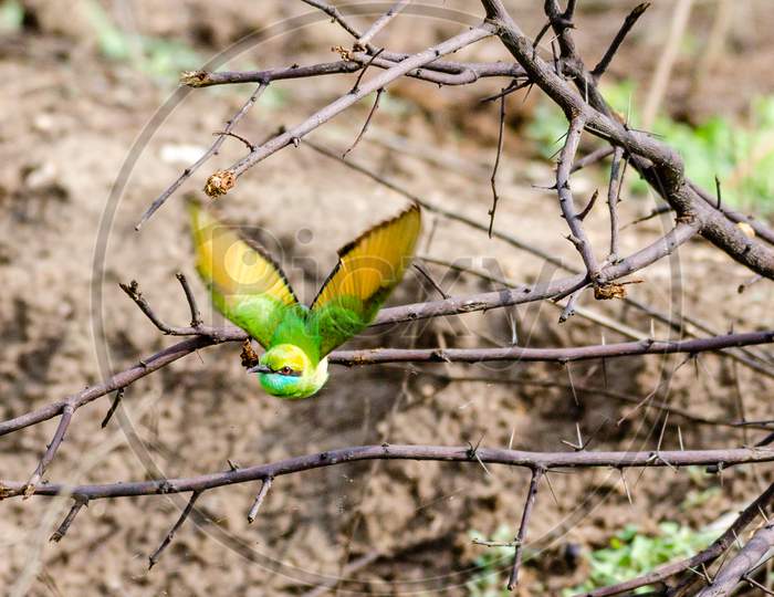 Bee Eater Sultanpur National Park Haryana India