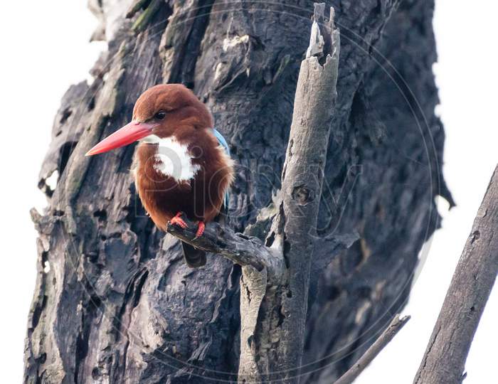 Kingfisher Sultanpur National Park Haryana India