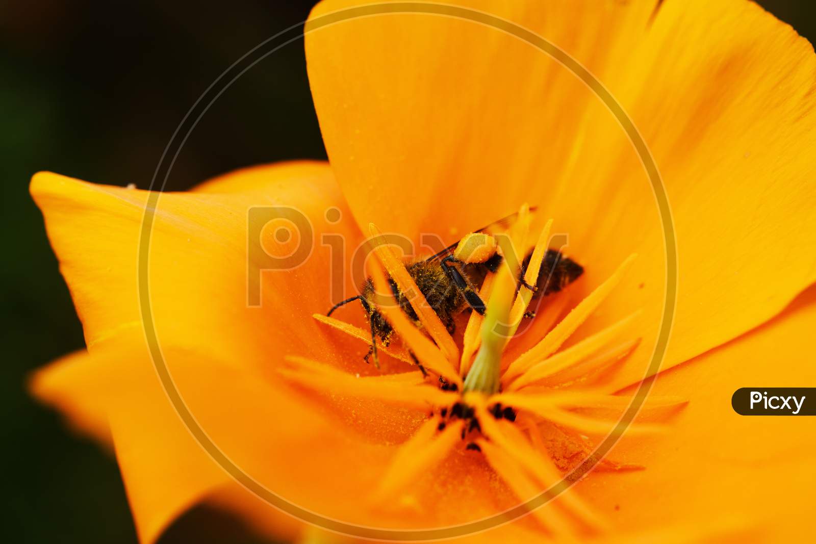 A tiny Bee on  a yellow flower in search of honey