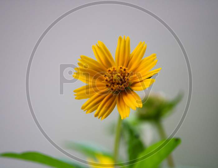 Sunflower , Yellow flower , Macro